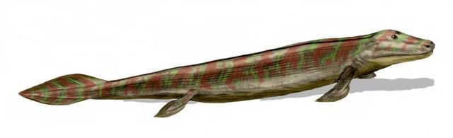 Top: Restoration of Eusthenopteron, a fully aquatic lobe-finned fish
Bottom: Restoration of Tiktaalik, an advanced tetrapodomorph fish