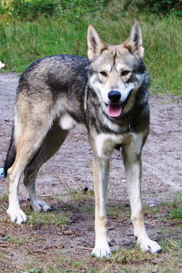 The Saarloos wolfdog carries more gray wolf DNA than any other dog breed