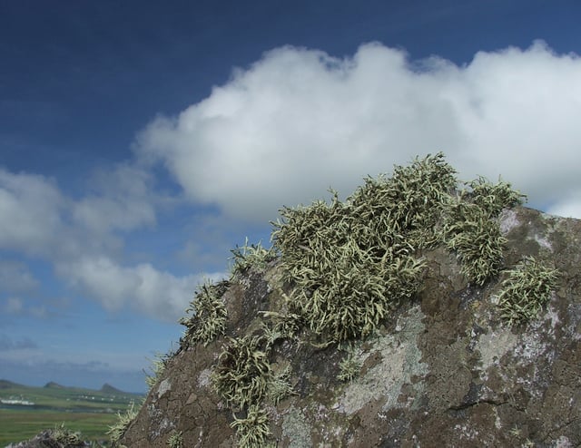 Rock lichens in Ireland