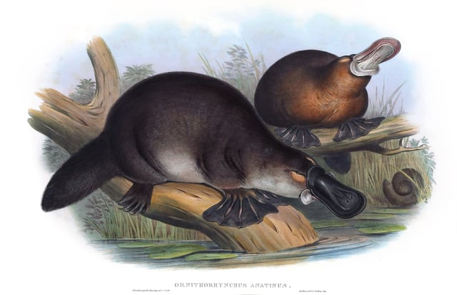 A colour print of platypuses from 1863