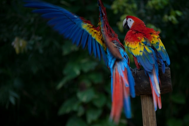 Scarlet macaws are native to Central and northern South America. Various bird sanctuaries exist in Belize, such as the Crooked Tree Wildlife Sanctuary.