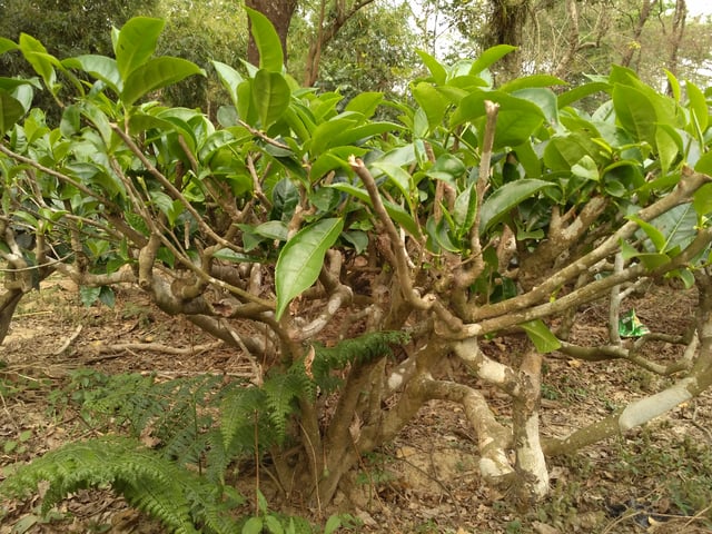 A tea tree in a tea garden at Sylhet