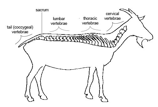 Regions of vertebrae in the goat