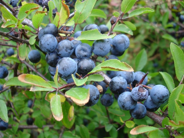 Sloes (fruits of Prunus spinosa)
