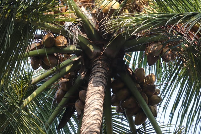 Coconut palm heavy with fruit