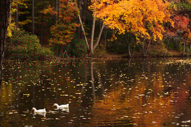 Ducks swimming at Durant Nature Reserve in the Fall
