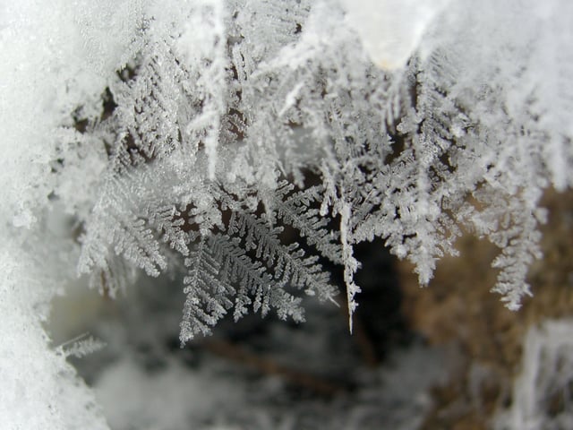 Freshly fallen snowflakes