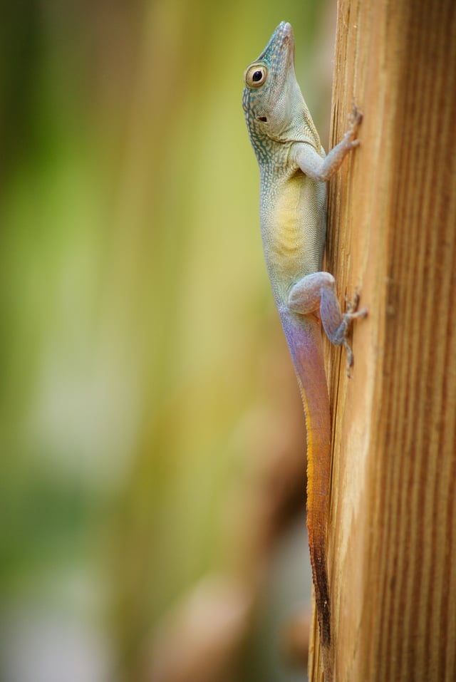 Norops grahami