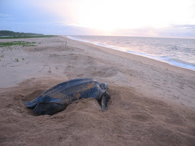 Leatherback sea turtle on the beach near the village of Galibi.
