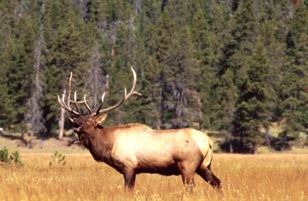 Bull elk bugling during the rut