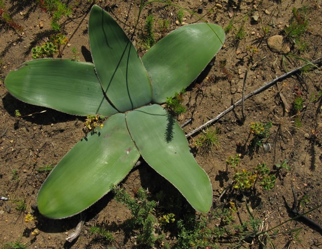 Prostrate leaves in Crossyne guttata