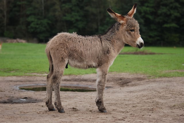 A 3-week-old donkey