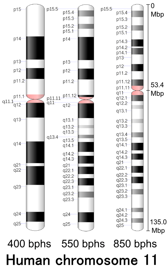 G-banding patterns of human chromosome 11 in three different resolutions (400, 550 and 850). Band length in this diagram is based on the ideograms from ISCN (2013). This type of ideogram represents actual relative band length observed under a microscope at the different moments during the mitotic process.