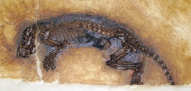 Masillamys sp. fossil from the Eocene Messel Pit fossil site, Germany