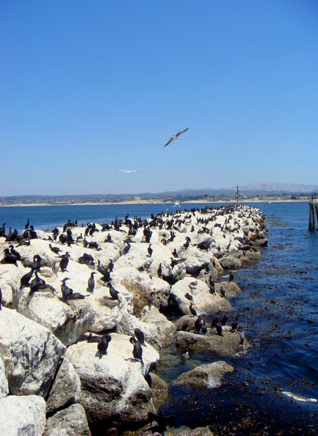 Birds along a rock sea wall near the Coast Guard Station, which borders the Monterey Bay National Marine Sanctuary.