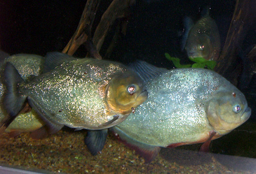 Characins, such as the piranha species, are prey for the giant otter, but these aggressive fish may also pose a danger to humans.