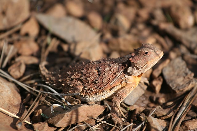 The dry skin of vertebrates such as the short-horned lizard prevents the entry of many parasites.
