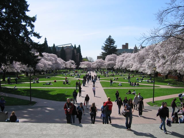 The Quad, a core fixture of the campus, is lined with Yoshino cherry trees.