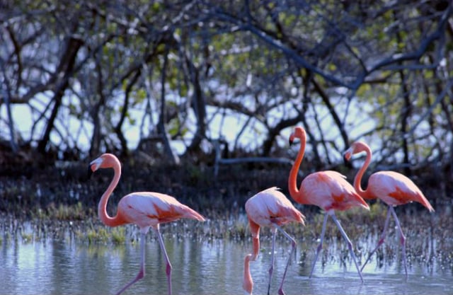 American flamingos at the sanctuary at the southern end of Bonaire.