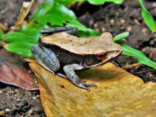 Bicolored frog (Clinotarsus curtipes) is endemic to the Western Ghats of India