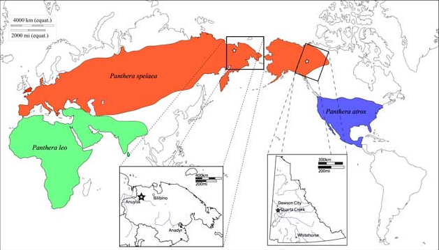The maximal range of the modern lion and its prehistoric relatives in the late Pleistocene: red indicates Panthera spelaea, blue P. atrox, and green P. leo
