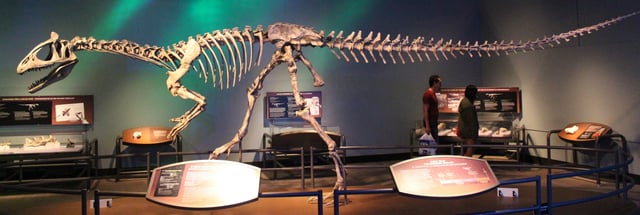 Skeletal reconstruction of Cryolophosaurus
