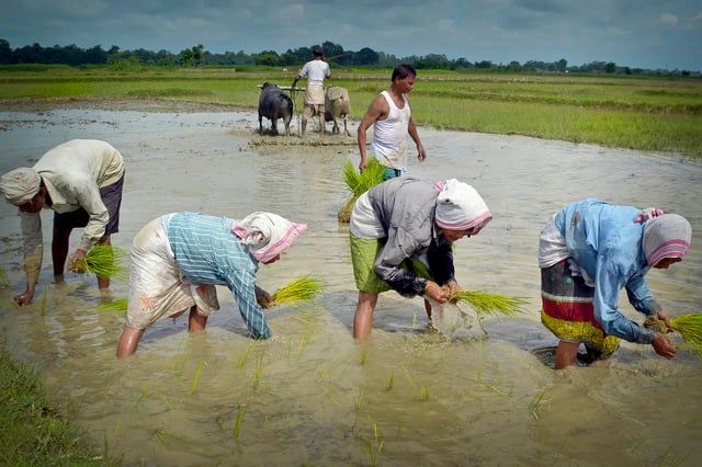 Assamese women busy planting paddy seedlings in their agricultural field in Pahukata village in the Nagaon district of Assam