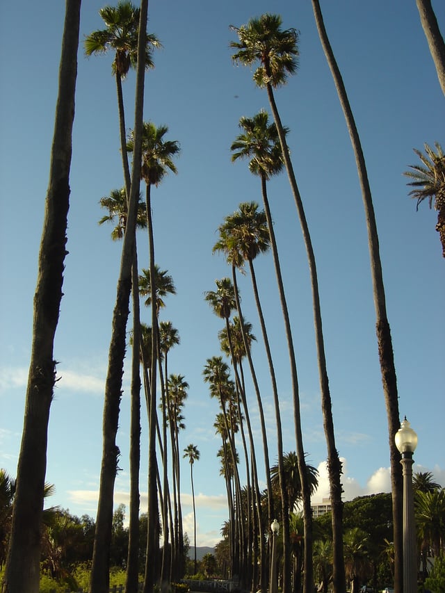 Washingtonia robusta palms line Ocean Avenue in Santa Monica, California.