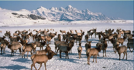 Elk wintering in Jackson Hole, Wyoming, after migrating there during the fall