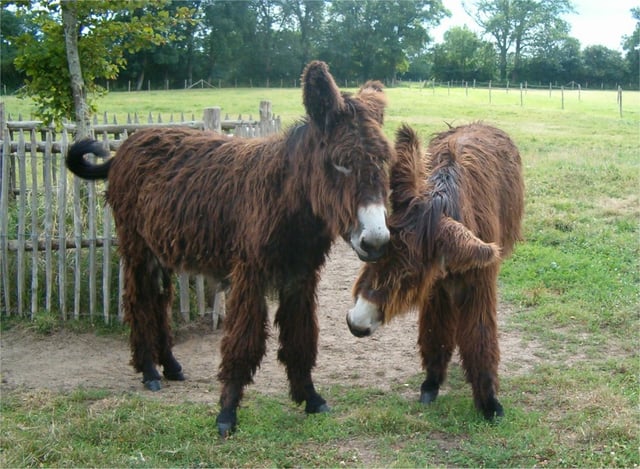 Poitou donkeys.