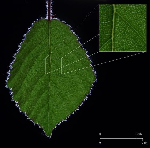 The veins of a bramble leaf