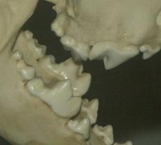 Carnassials of a Eurasian wolf