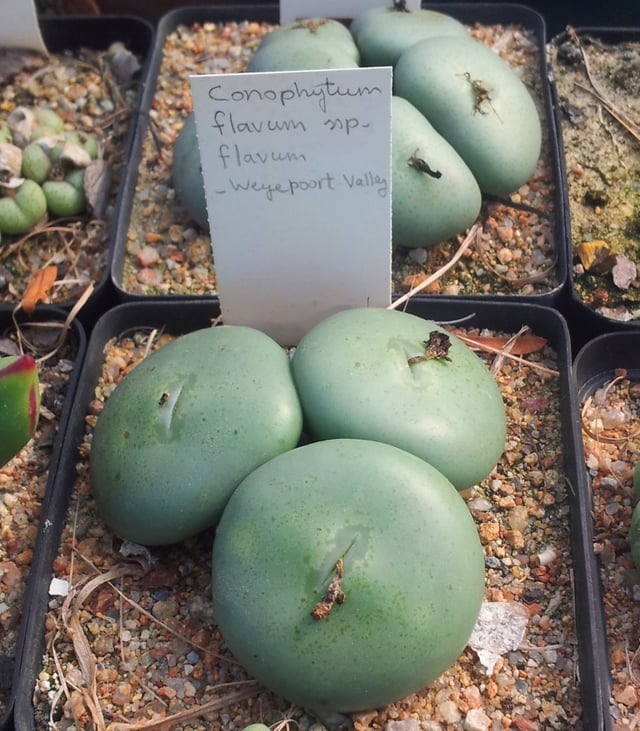 Conophytum flavum