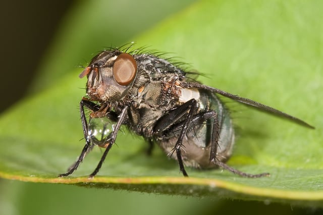 A flesh fly "blowing a bubble", possibly to concentrate its food by evaporating water