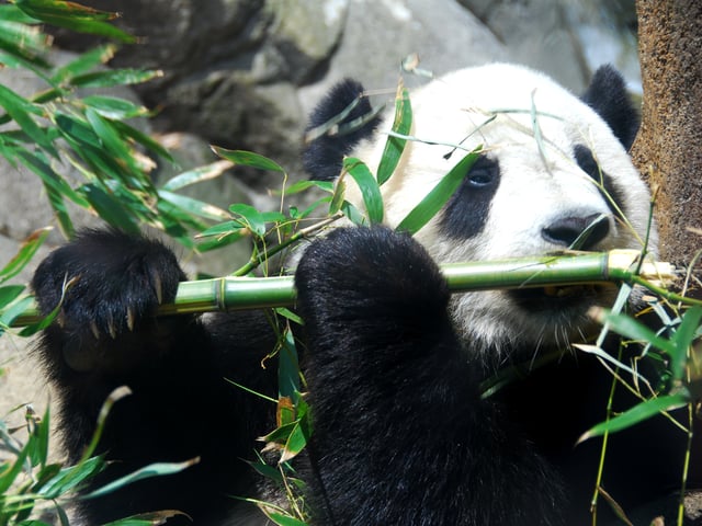 Giant panda feeding on bamboo at Smithsonian National Zoological Park, Washington, D. C. This species is almost entirely herbivorous.