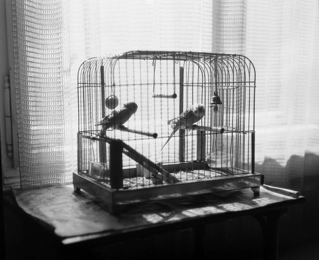 Two house pet budgerigars, caged, in 1933.