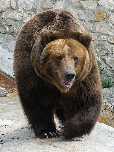 The brown bear is a popular symbol of Russia, particularly in the West.
