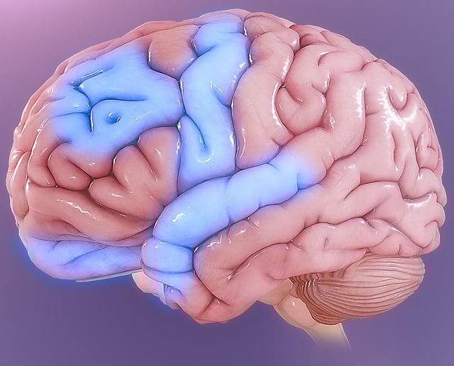 Some parts of the brain showing abnormal activity in OCD.