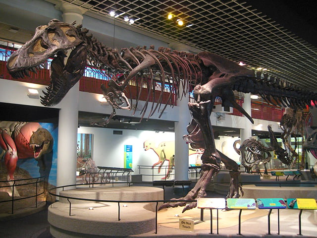A complete Tyrannosaurus rex fossil on display with other dinosaur specimens at The Academy of Natural Sciences.