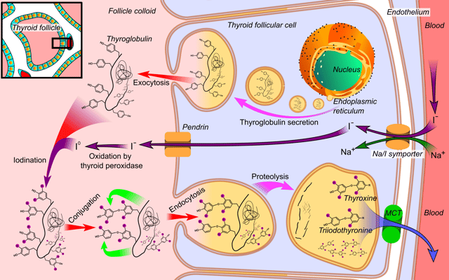Synthesis of the thyroid hormones, as seen on an individual thyroid follicular cell: - Thyroglobulin is synthesized in the rough endoplasmic reticulum and follows the secretory pathway to enter the colloid in the lumen of the thyroid follicle by exocytosis. - Meanwhile, a sodium-iodide (Na/I) symporter pumps iodide (I−) actively into the cell, which previously has crossed the endothelium by largely unknown mechanisms.  - This iodide enters the follicular lumen from the cytoplasm by the transporter pendrin, in a purportedly passive manner. - In the colloid, iodide (I−) is oxidized to iodine (I0) by an enzyme called thyroid peroxidase. - Iodine (I0) is very reactive and iodinates the thyroglobulin at tyrosyl residues in its protein chain (in total containing approximately 120 tyrosyl residues). - In conjugation, adjacent tyrosyl residues are paired together. - The entire complex re-enters the follicular cell by endocytosis. - Proteolysis by various proteases liberates thyroxine and triiodothyronine molecules, which enters the blood by largely unknown mechanisms.