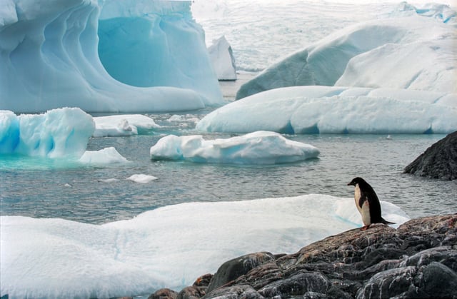 Few creatures make the ice shelves of Antarctica their habitat.