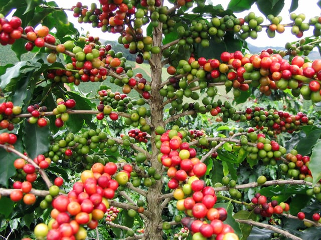 Coffee is one of the most important exports of Nicaragua. It is grown in Jinotega, Esteli, Nueva Segovia, Matagalpa and Madriz, and exported worldwide through North America, Latin America, Europe, Asia and Australia. Many coffee companies, like Nestlé and Starbucks, buy Nicaraguan coffee.