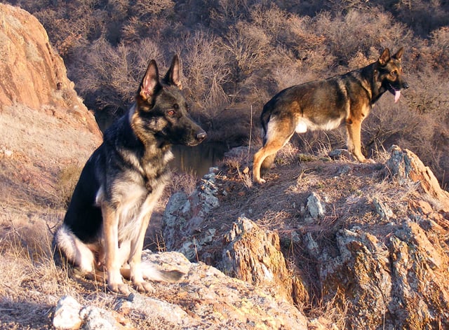 Sable German Shepherds. Female (left), male (right).