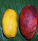 Peeled and unpeeled Karat bananas