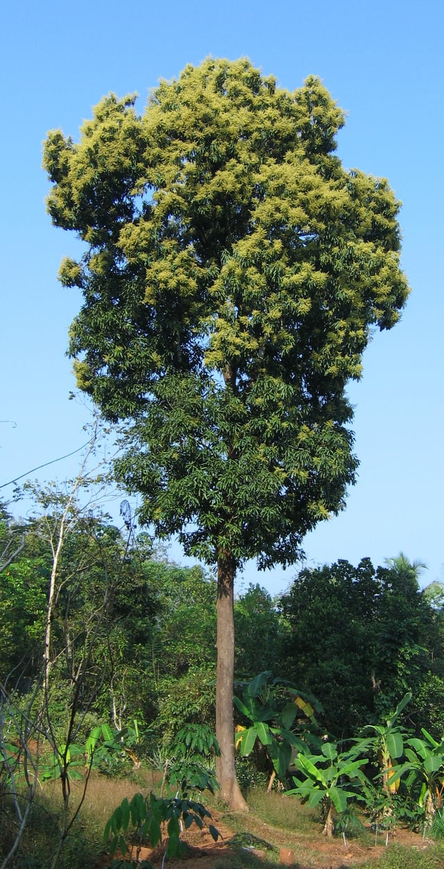 A mango tree in full bloom in Kerala