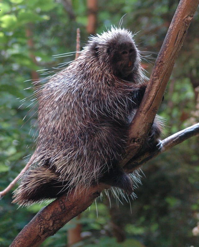 Caviomorpha: North American porcupine