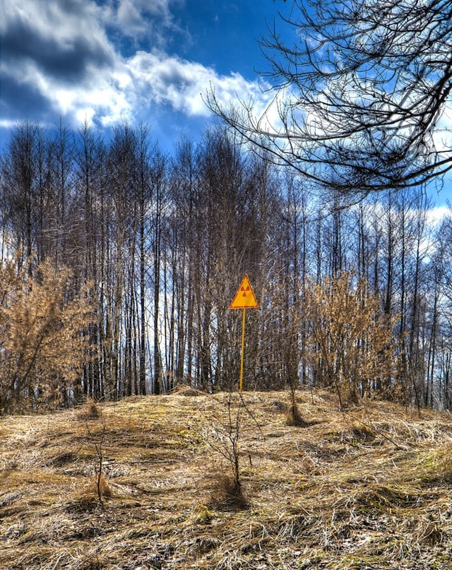 After the disaster, four square kilometres (1.5 sq mi) of pine forest directly downwind of the reactor turned reddish-brown and died, earning the name of the "Red Forest", though it soon recovered. This photograph was taken years later, in March 2009, after the forest began to grow again, with the lack of foliage at the time of the photograph merely due to the local winter at the time.