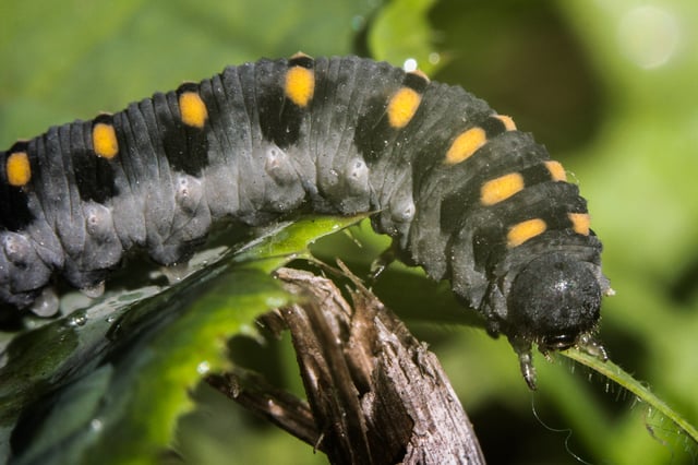 Aposematically coloured caterpillar-like larva of Abia sericea