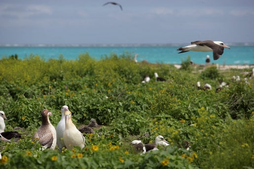 Laysan and short-tailed albatrosses at Northwest Hawaiian Islands National Monument