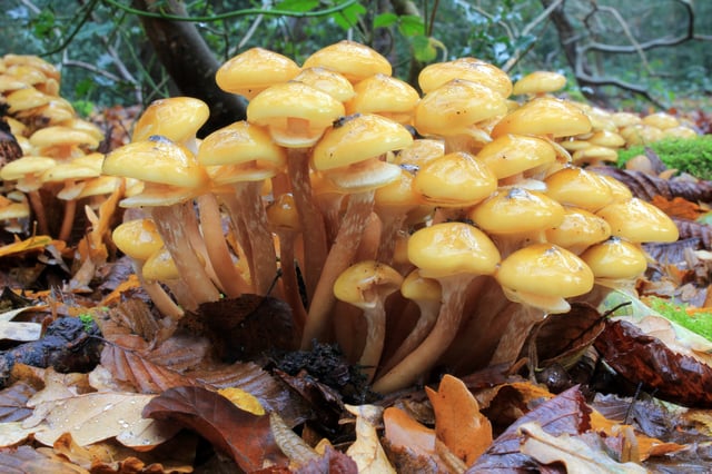 The honey fungus, Armillaria mellea, is a parasite of trees, and a saprophyte feeding on the trees it has killed.